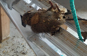 Georgia dead animal removal
