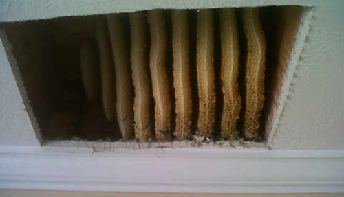 Honey Comb Nest Removal Atlanta
