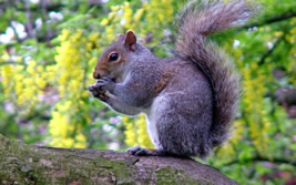 Georgia Squirrel Removal