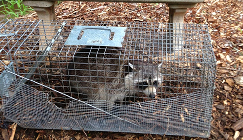 atlanta raccoon trapping
