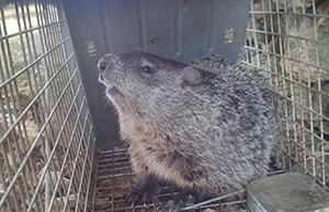 Atlanta Groundhog Trapping 
