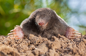 Georgia mole trapping