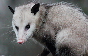 Georgia opossum removal