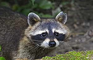 Georgia raccoon removal
